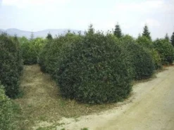 Camelia (Camellia Sasanqua) -Goedkope DirectPlant winkel 057camelliasasanquabol 45 9