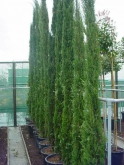 Italiaanse Cypres (Cupressus Sempervirens 'Stricta') -Goedkope DirectPlant winkel 116cupressussemp.stricta 15