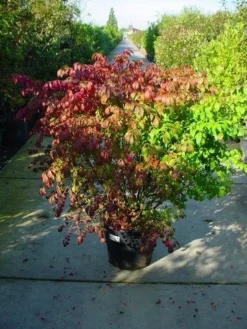 Kardinaalshoed (Euonymus Alatus) 17 Kardinaalshoed (Euonymus Alatus) -Goedkope DirectPlant winkel 126euonymusalatussolt 55 11