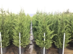 Haagconifeer (Cupressocyparis Leylandii 'Vito') -Goedkope DirectPlant winkel 15 3