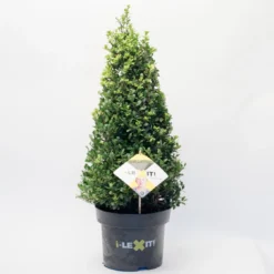 Japanse Hulst In Kegelvorm (Ilex Crenata 'Dark Green') -Goedkope DirectPlant winkel 1525784 v 1 2