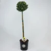 Japanse Hulst Als Bol Op Stam (Ilex Crenata 'Dark Green')