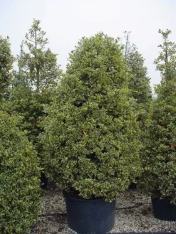 Hulst (Ilex Aquifolium 'Silver Queen') -Goedkope DirectPlant winkel 162ilexaquif.silverqueen 5 1