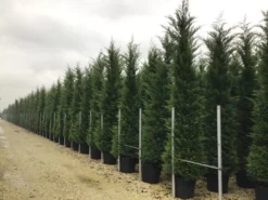 Goedkope DirectPlant winkel 49 Haagconifeer (Cupressocyparis Leylandii 'Vito')