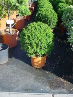 Japanse Hulst In Bolvorm (Ilex Crenata 'Convexa') -Goedkope DirectPlant winkel 181ilexcrenataconvexabol 3