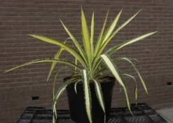Palmlelie (Yucca Flaccida 'Golden Sword') -Goedkope DirectPlant winkel 20040829222642 1