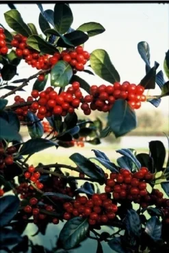 Hulst (Ilex Aquifolium J.C. Van Tol) -Goedkope DirectPlant winkel 20041119234604 11 2