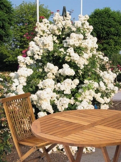 Miniklimroos (Rosa 'Guirlande D'Amour') 2 Miniklimroos (Rosa 'Guirlande D'Amour') - Afbeelding 2