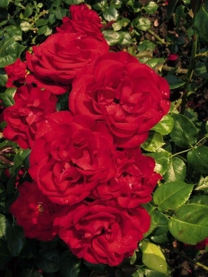 Klimroos (Rosa 'Grand Hotel') 2 Klimroos (Rosa 'Grand Hotel') - Afbeelding 2