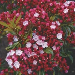 Lepelboom (Kalmia Latifolia)
