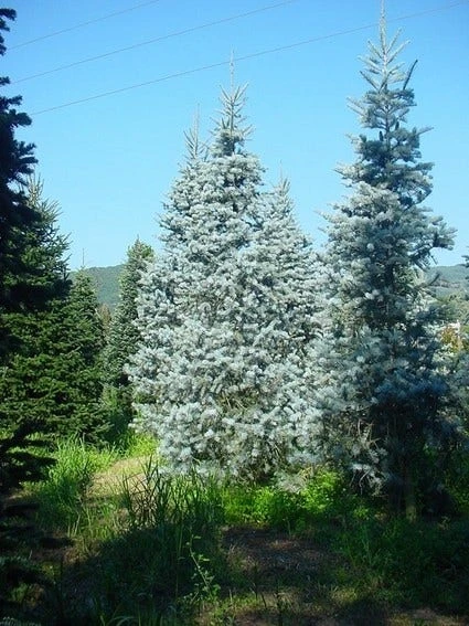 Colorado Zilverspar (Abies Concolor) 1 Colorado Zilverspar (Abies Concolor)