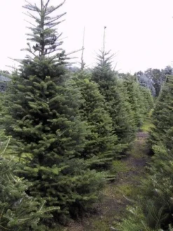 Koreaanse Zilverspar (Abies Koreana) -Goedkope DirectPlant winkel 20070701225427 6