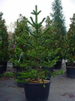 Apeboom (Araucaria Araucana) -Goedkope DirectPlant winkel 20070704140843 17