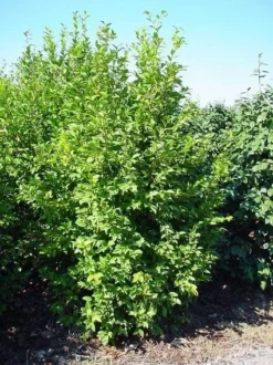 Camelia (Camellia Sasanqua) -Goedkope DirectPlant winkel 20070711001711 18 9 9