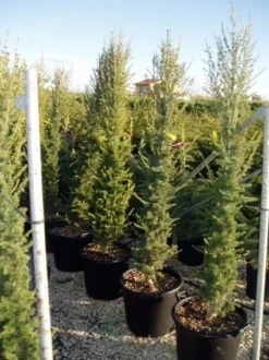 Zuilvormige Ceder (Cedrus Libani 'Fastigiata') -Goedkope DirectPlant winkel 20070814180447 10