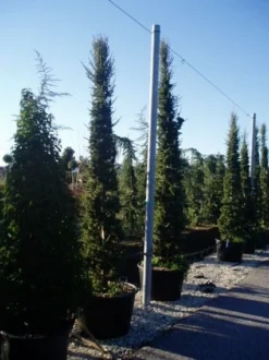 Zuilvormige Ceder (Cedrus Libani 'Fastigiata') 18 Zuilvormige Ceder (Cedrus Libani 'Fastigiata') -Goedkope DirectPlant winkel 20070814180521 11 1