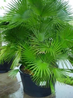 Dwergpalm (Chamaerops Humilis 'Vulcano') -Goedkope DirectPlant winkel 20070814190943 8