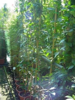 Bosrank, Groenblijvend (Clematis Armandii) -Goedkope DirectPlant winkel 20070814193958 5