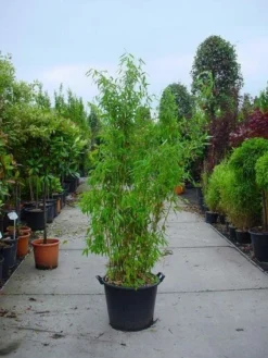 Niet Woekerende Bamboe (Fargesia Murieliae 'Jumbo')