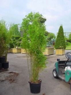 Niet Woekerende Bamboe (Fargesia 'Great Wall') -Goedkope DirectPlant winkel 20070905151255 7