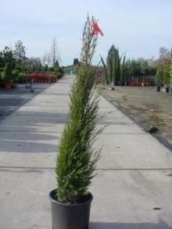 Italiaanse Cypres (Cupressus Sempervirens 'Stricta') -Goedkope DirectPlant winkel 20070911191955 15