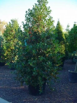 Hulst (Ilex Aquifolium J.C. Van Tol) -Goedkope DirectPlant winkel 20070923222216 11 2