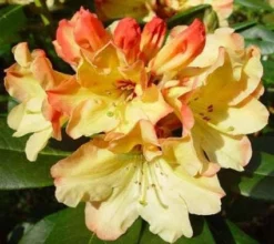 Rhododendron (Rhododendron 'Nancy Evans')