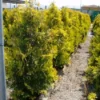 Thuja (Thuja Occidentalis 'Sunkist')