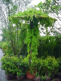 Blauwe Regen (Wisteria Sinensis) 12 Blauwe Regen (Wisteria Sinensis) -Goedkope DirectPlant winkel 20071130090736 20