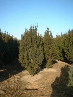Taxus (Taxus Media 'Hicksii') -Goedkope DirectPlant winkel 20071130100003 12 1