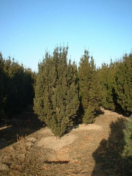 Taxus (Taxus Media 'Hicksii') 6 Taxus (Taxus Media 'Hicksii') - Afbeelding 6