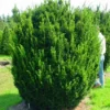 Taxus (Taxus Media 'Hicksii')