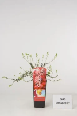 Veenbes (Vaccinium Macrocarpon Cranberry)