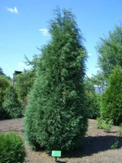 Jeneverbes (Juniperus Virginiana 'Glauca')