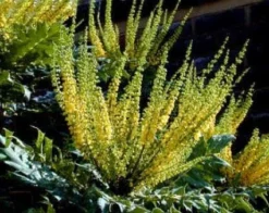 Mahoniestruik (Mahonia Media 'Charity') -Goedkope DirectPlant winkel 20080709102617 3