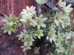 Groenblijvende Clematis (Clematis 'Early Sensation') -Goedkope DirectPlant winkel 20080717114421 1