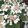 Hortensia (Hydrangea Macrophylla 'Lanarth White')