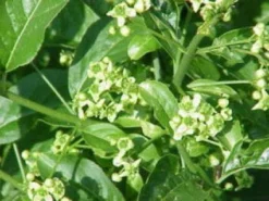 Wilde Kardinaalsmuts, Bosplantsoen (Euonymus Europaeus)
