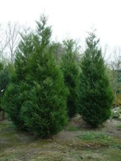 Levensboom (Thuja Plicata 'Atrovirens') -Goedkope DirectPlant winkel 20081113143929 16 1