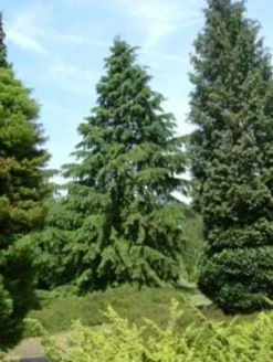 Westelijke Hemlockspar (Tsuga Heterophylla) -Goedkope DirectPlant winkel 20081113145518 5