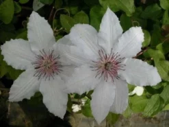 Bosrank (Clematis 'Snow Queen') -Goedkope DirectPlant winkel 20081120141931 1