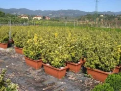 Kardinaalshoed Als Meeneemhaag (Euonymus Japonicus 'Aureus) -Goedkope DirectPlant winkel 20090322111357 2