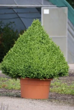 Buxus Als Pyramide (Buxus Sempervirens) -Goedkope DirectPlant winkel 20090606120524 8