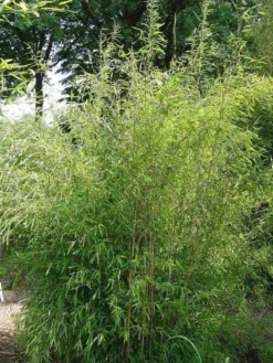 Niet Woekerende Bamboe (Fargesia 'Great Wall') -Goedkope DirectPlant winkel 20100106102329 4