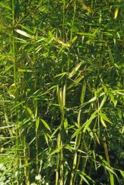 Niet Woekerende Bamboe (Fargesia Robusta) -Goedkope DirectPlant winkel 20100223184938 5