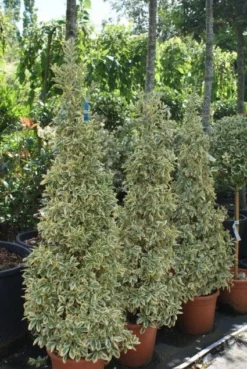Kardinaalshoed Als Pyramide (Euonymus Japonicus 'Bravo') -Goedkope DirectPlant winkel 20100712164204 3