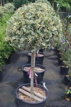 Hulst Op Stam (Ilex 'Argentea Marginata') -Goedkope DirectPlant winkel 20100712171848 1
