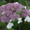 Fluweelhortensia (Hydrangea Aspera 'Macrophylla')