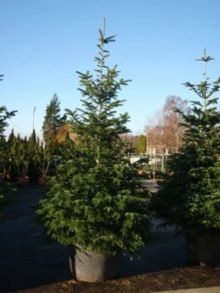 Nordmann-spar (Abies Nordmanniana) -Goedkope DirectPlant winkel 20101207141610 21