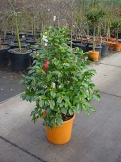 Camelia (Camellia, Rood) -Goedkope DirectPlant winkel 20101209152442 60 12